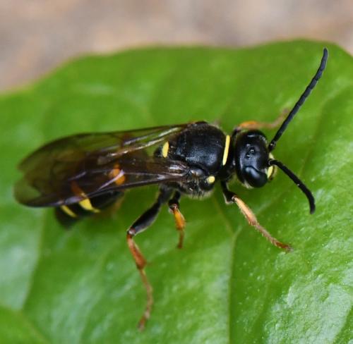 Argogorytes sp.